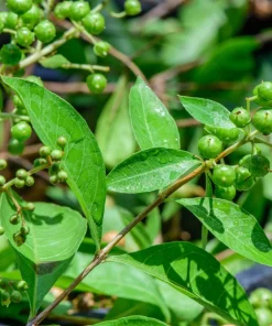 Henna Mehandi Dye Plant Seeds - Lawsonia Inermis for Natural Tattoo & Hair Dye - Image 4