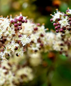 Henna Mehandi Dye Plant Seeds - Lawsonia Inermis for Natural Tattoo & Hair Dye - Image 6