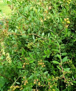 Henna Mehandi Dye Plant Seeds - Lawsonia Inermis for Natural Tattoo & Hair Dye - Image 7
