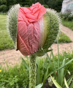 Hens & Chicks Poppy Seeds - Papaver Somniferum Flower Seeds, 100 Count - Image 10