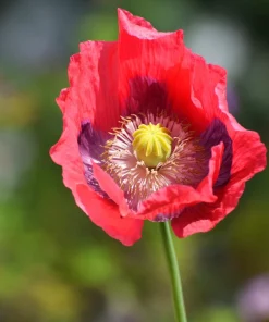 Hens & Chicks Poppy Seeds - Papaver Somniferum Flower Seeds, 100 Count - Image 11