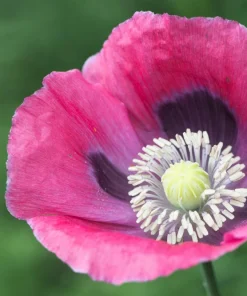 Hens & Chicks Poppy Seeds - Papaver Somniferum Flower Seeds, 100 Count - Image 12