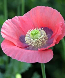 Hens & Chicks Poppy Seeds - Papaver Somniferum Flower Seeds, 100 Count - Image 13
