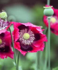 Hens & Chicks Poppy Seeds - Papaver Somniferum Flower Seeds, 100 Count - Image 2