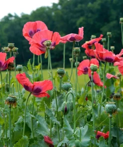 Hens & Chicks Poppy Seeds - Papaver Somniferum Flower Seeds, 100 Count - Image 3