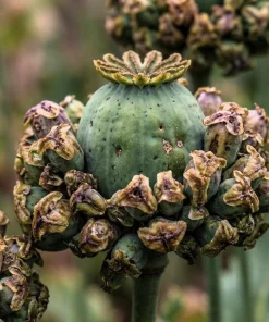 Hens & Chicks Poppy Seeds - Papaver Somniferum Flower Seeds, 100 Count - Image 4