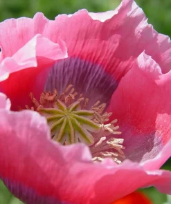 Hens & Chicks Poppy Seeds - Papaver Somniferum Flower Seeds, 100 Count - Image 5