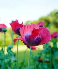 Hens & Chicks Poppy Seeds - Papaver Somniferum Flower Seeds, 100 Count - Image 6