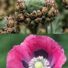 Hens & Chicks Poppy Seeds - Papaver Somniferum Flower Seeds, 100 Count - Image 1