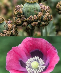 Hens & Chicks Poppy Seeds - Papaver Somniferum Flower Seeds, 100 Count - Image 1