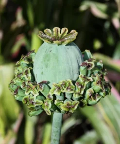 Hens & Chicks Poppy Seeds - Papaver Somniferum Flower Seeds, 100 Count - Image 7