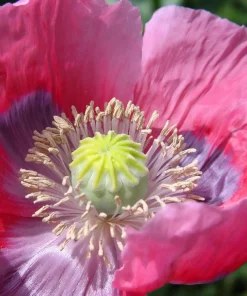 Hens & Chicks Poppy Seeds - Papaver Somniferum Flower Seeds, 100 Count - Image 8