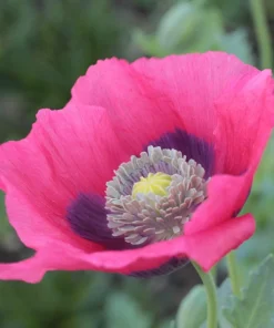 Hens & Chicks Poppy Seeds - Papaver Somniferum Flower Seeds, 100 Count - Image 9