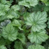 Heuchera americana 'Dale's Strain' Coral Bells Live Perennial Plant - Bare Root - Image 1