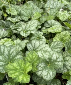Heuchera americana 'Dale's Strain' Coral Bells Live Perennial Plant Bare Root Outdoor - Image 2