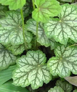 Heuchera americana 'Dale's Strain' Coral Bells Live Perennial Plant - Bare Root - Image 3