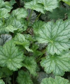 Heuchera americana 'Dale's Strain' Coral Bells Live Perennial Plant Bare Root Outdoor - Image 1