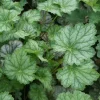 Heuchera 'Dale's Strain' Coral Bells Live Perennial Plant Bare Root Outdoor - Image 1
