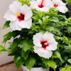 Hibiscus Live Plant - Tropical Flowering Shrub for Garden & Patio - Image 1