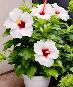 Hibiscus Live Plant - Tropical Flowering Shrub for Garden & Patio - Image 1