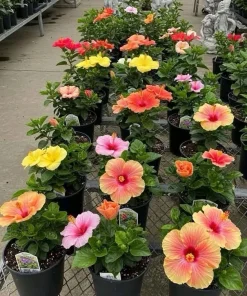 Hibiscus Live Plant – Tropical Flowering Shrub – Indoor/Outdoor - Image 1