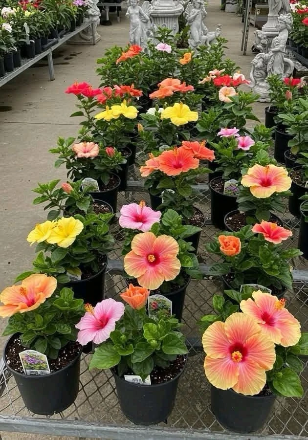 Hibiscus Live Plant – Tropical Flowering Shrub – Indoor/Outdoor - Image 1