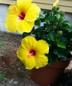 Hibiscus Live Plant - Vibrant Perennial, Choose Your Color - Image 2