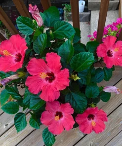 Hibiscus Live Plant - Vibrant Perennial, Choose Your Color - Image 3