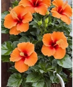 Hibiscus Live Plant - Vibrant Perennial, Choose Your Color - Image 5