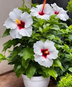Hibiscus Live Plant - Vibrant Perennial, Choose Your Color - Image 7