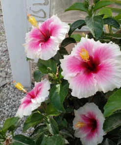 Hibiscus Live Plant - Vibrant Perennial, Choose Your Color - Image 1