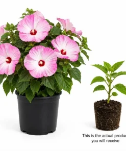 Hibiscus Luna Pink Swirl Live Plant – 4-6 Inches Tall, Pink & White Flowers, Outdoor Perennial - Image 3