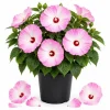 Hibiscus Luna Pink Swirl Live Plant – 4-6 Inches Tall, Pink & White Flowers, Outdoor Perennial - Image 1