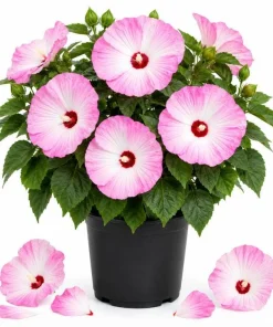 Hibiscus Luna Pink Swirl Live Plant – 4-6 Inches Tall, Pink & White Flowers, Outdoor Perennial - Image 1