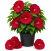 Hibiscus Luna Red Live Plant 4-6 Inches Tall – Vibrant Red Blooms for Outdoor Gardens & Patios - Image 1