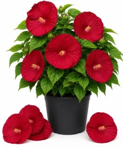 Hibiscus Luna Red Live Plant 4-6 Inches Tall – Vibrant Red Blooms for Outdoor Gardens & Patios - Image 1