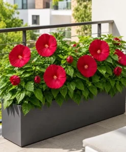 Hibiscus Luna Red Live Plant 4-6 Inches Tall – Vibrant Red Blooms for Outdoor Gardens & Patios - Image 2