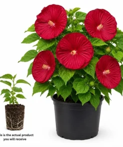Hibiscus Luna Red Live Plant 4-6 Inches Tall – Vibrant Red Blooms for Outdoor Gardens & Patios - Image 3