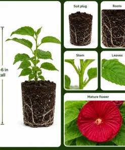 Hibiscus Luna Red Live Plant 4-6 Inches Tall – Vibrant Red Blooms for Outdoor Gardens & Patios - Image 4