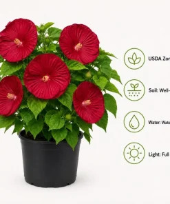 Hibiscus Luna Red Live Plant 4-6 Inches Tall – Vibrant Red Blooms for Outdoor Gardens & Patios - Image 5