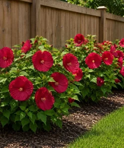 Hibiscus Luna Red Live Plant 4-6 Inches Tall – Vibrant Red Blooms for Outdoor Gardens & Patios - Image 7