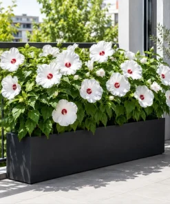 Hibiscus Luna White Live Plant – Elegant White Flowering Shrub – 4-6 Inches Tall – Outdoor - Image 2