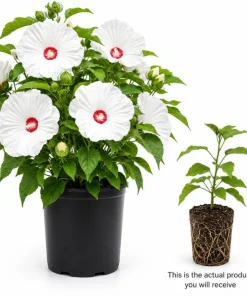Hibiscus Luna White Live Plant – Elegant White Flowering Shrub – 4-6 Inches Tall – Outdoor - Image 3