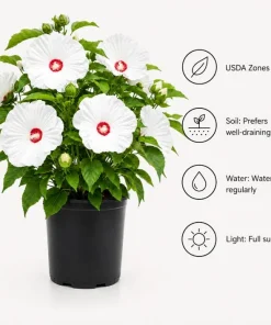 Hibiscus Luna White Live Plant – Elegant White Flowering Shrub – 4-6 Inches Tall – Outdoor - Image 5