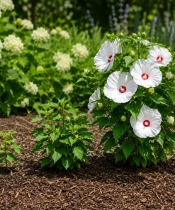 Hibiscus Luna White Live Plant – Elegant White Flowering Shrub – 4-6 Inches Tall – Outdoor - Image 6