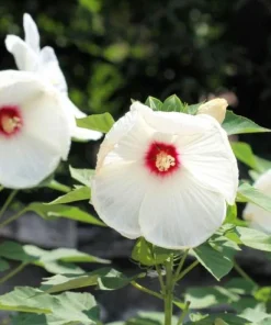 Hibiscus Luna White Live Plant – Elegant White Flowering Shrub – 4-6 Inches Tall – Outdoor - Image 7