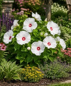 Hibiscus Luna White Live Plant – Elegant White Flowering Shrub – 4-6 Inches Tall – Outdoor - Image 8