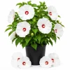 Hibiscus Luna White Live Plant – Elegant White Flowering Shrub – 4-6 Inches Tall – Outdoor - Image 1