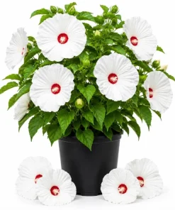 Hibiscus Luna White Live Plant – Elegant White Flowering Shrub – 4-6 Inches Tall – Outdoor - Image 1