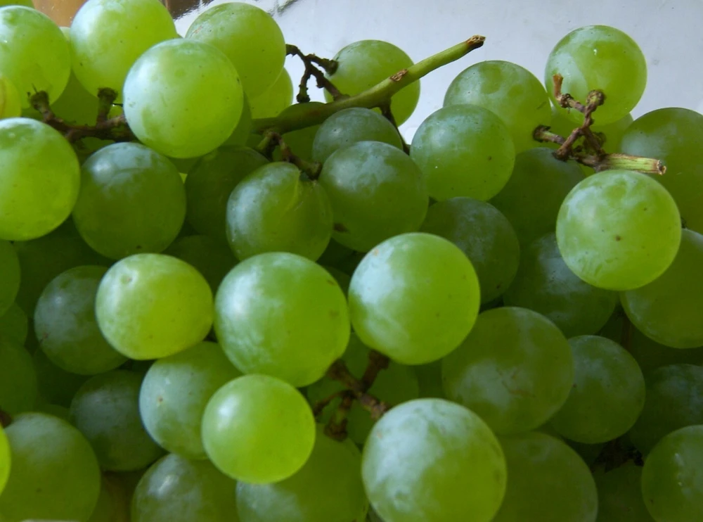 Himrod Seedless Grape Vine Plants - 6 Pack, 1-2 Year Old Live Vines, Edible Fruit - Image 2